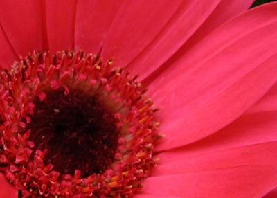 gerbera