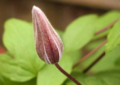 clematis bud