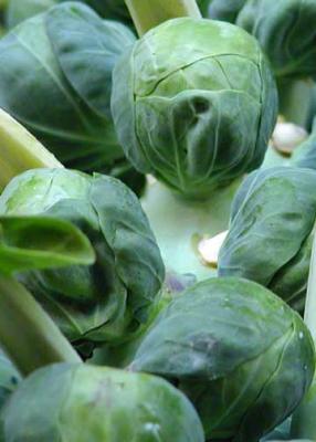 brussel sprouts on a stalk