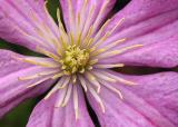 clematis