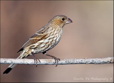 Female House Finch...