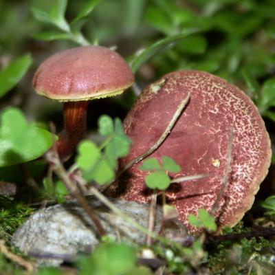 Esther Grun's Backyard Mushrooms 07 26 04