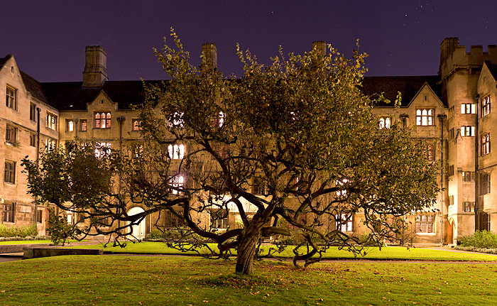 Spider Tree