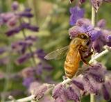 July 27, 2004<br><font size=2>Busy Bee</font><br>Day 82
