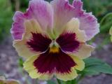 DSC06586.JPG
