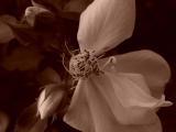 DSC06612.JPG