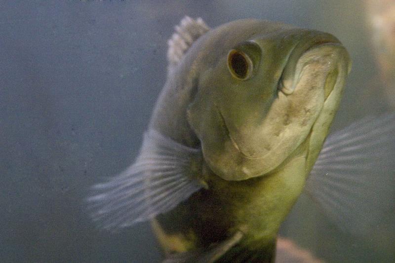 Felix the Fish