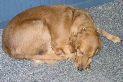 Samson Sleeping
