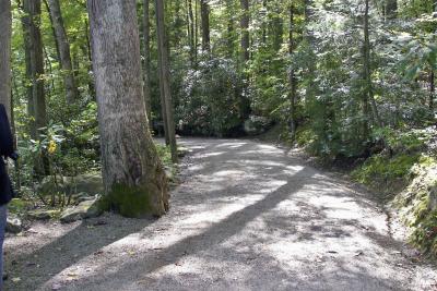 Woods at Falling Waters