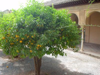 Emir's Oranges