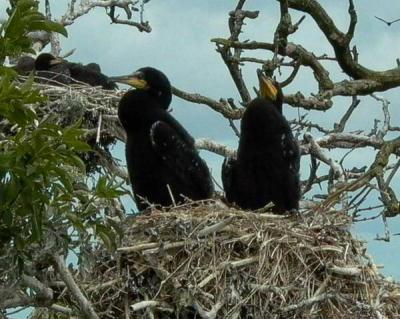 Great Cormorant chicks in a nest