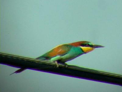 European Bee-eater (Merops apiaster) Abejaruco - Abellerol