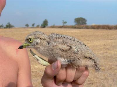 Stone Curlew chick (Burhinus oedicnemus) Alcaravn - Torlit