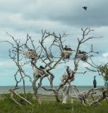 Cormorant nests in a tree