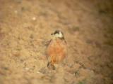 Red-footed Falcon (Falco vespertinus) Halcón Patirojo - Falcó camaroig