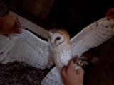 Barn Owl (Tyto alba) Òliba - Lechuza