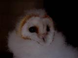 Barn Owl (Tyto alba) Lechuza - Òliba