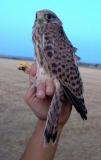 Common Kestrel (Falco tinnunculus) Cernicalo vulgar - Xoriguer comú