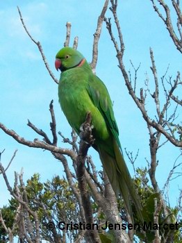 Echo Parakeet (Psittacula echo)