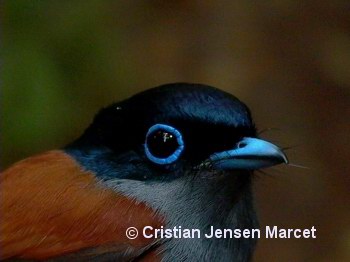 Mascarene Paradise Flycatcher (Terpsiphone bourbonnensis)