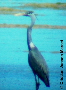 Humblot's Heron (Ardea humbloti)