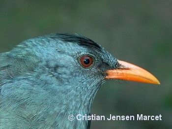 Mauritius Black Bulbul (Hypsipetes olivaceus)