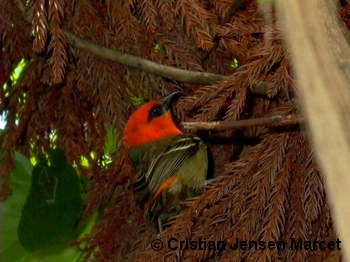 Mauritius Fody (Foudia rubra)