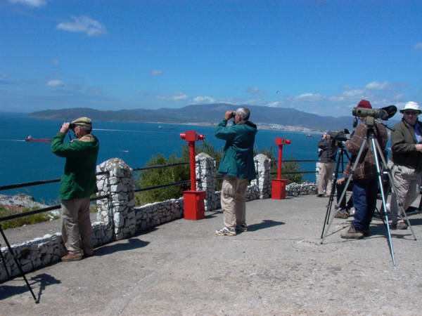 Birdwatching in Gibraltar - Jews Gate
