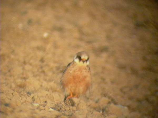 Red-footed Falcon (Falco vespertinus) Halcn Patirojo - Falc camaroig