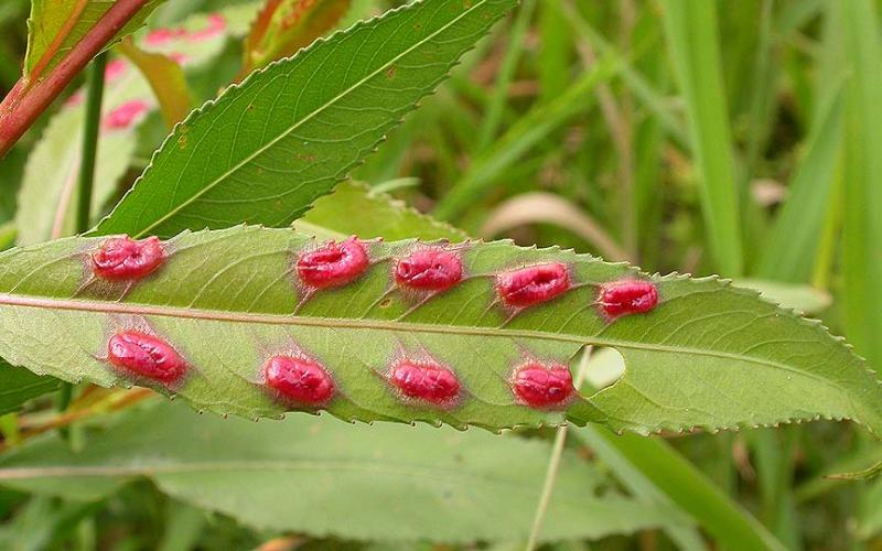 Willow leaf galls of Pontania sp. - Tenthredinidae sawflly