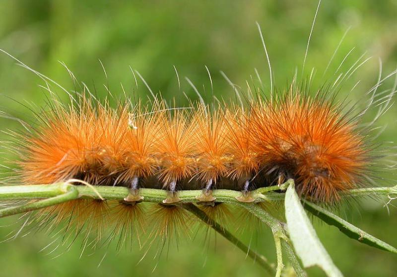 Virginian Tiger Moth caterpillar-- <i>Spilosoma virginica </i>