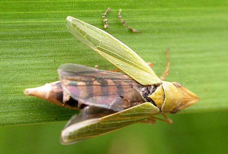 dead Sharpshooter leafhopper -- <i>Cicadellidae family</i> - with fungus spores