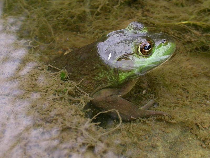 Bull frog -- <i>Rana catesbeiana</i> -- female -- view 1