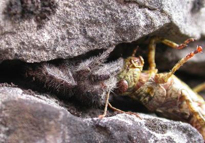 Jumping spider with captured grasshopper