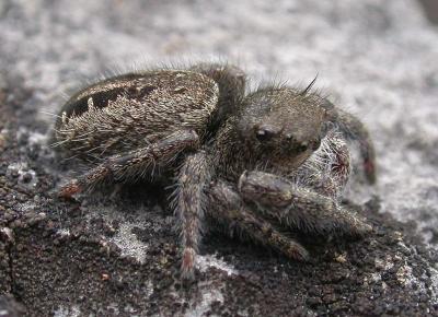 Jumping spider (view 1)