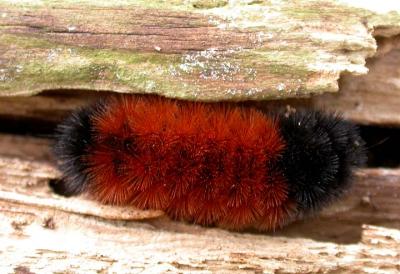 Woolly bear caterpillar found under log