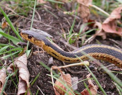 Thamnophis sirtalis sirtalis - at Yarker