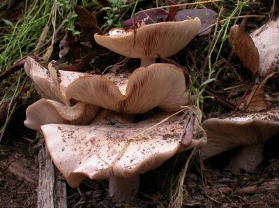 Mushrooms on yard compost next to Cataraqui Trail
