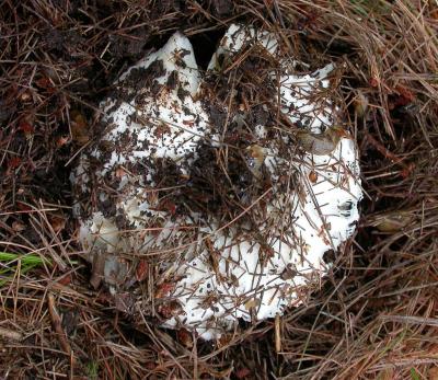 Slugs on a mushroom cap growing beneath forest mulch