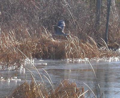 heron over ice - 2