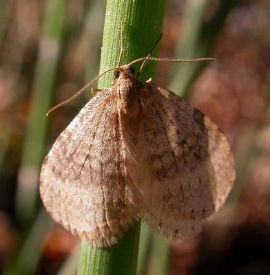 Moth at Charleston Lake