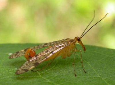 Panorpa sp. - Scorpionfly - male