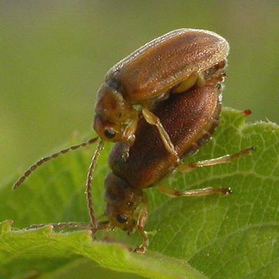 Meadowsweet beetles -- mating -- on Meadowsweet