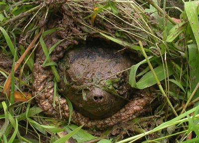 close-up of head of Snapping turtle  --  <i>Chelydra serpentina</i>