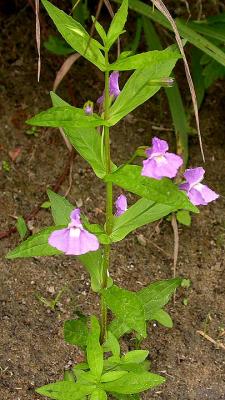 Monkey flower  -- Mimulus ringens