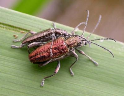 leaf beetles of the genus Donacia -- a subfamily of Chrysomelidae