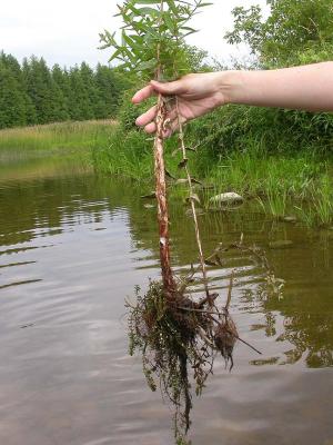Purple Loosestrife -- roots and swollen stalk
