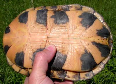 u35/crocodile/medium/31912053.CHARblandingsplastron.jpg