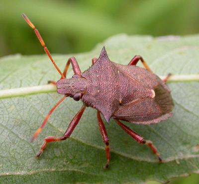 Predatory stink bug -- male --  possibly Picromerus bidens (Linnaeus)?