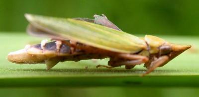 dead Sharpshooter leafhopper -- Cercopidae